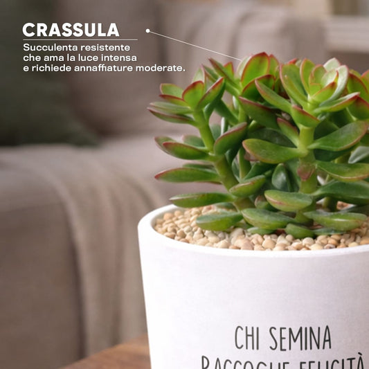 Vaso DAMA - Chi Semina