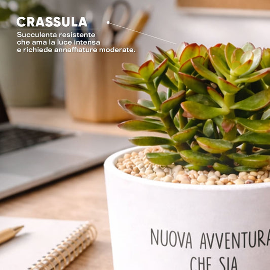 Vaso DAMA - Nuova Avventura