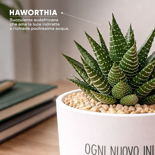 Vaso KUBO - Nuovo Inizio