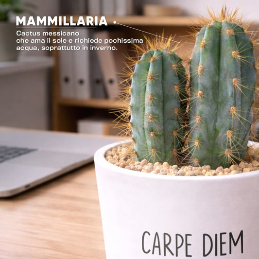 Vaso RIO - Carpe Diem