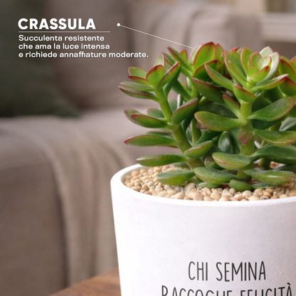 Vaso DAMA - Chi Semina
